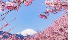 樱花视频在线观看,畅享视觉盛宴，尽享云端观影体验